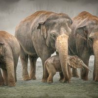 20#Elephant Family#Penny Price CPAGB