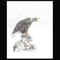 20_Bald Eagle in Snow by Brian Tarr