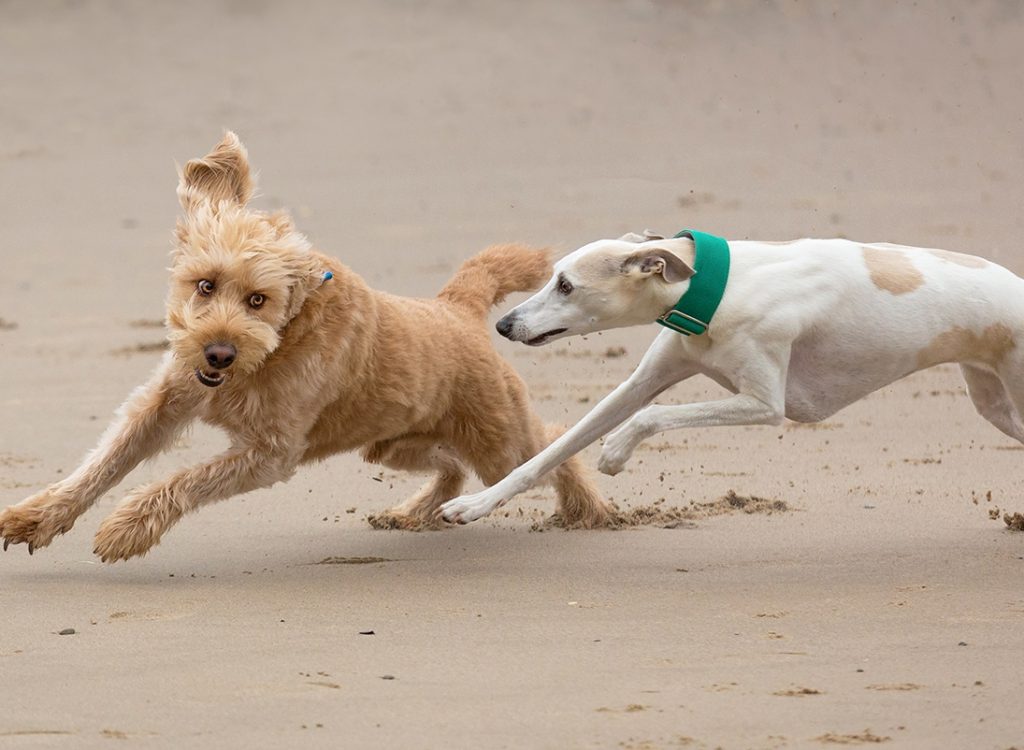 Bailey Versus Greyhound