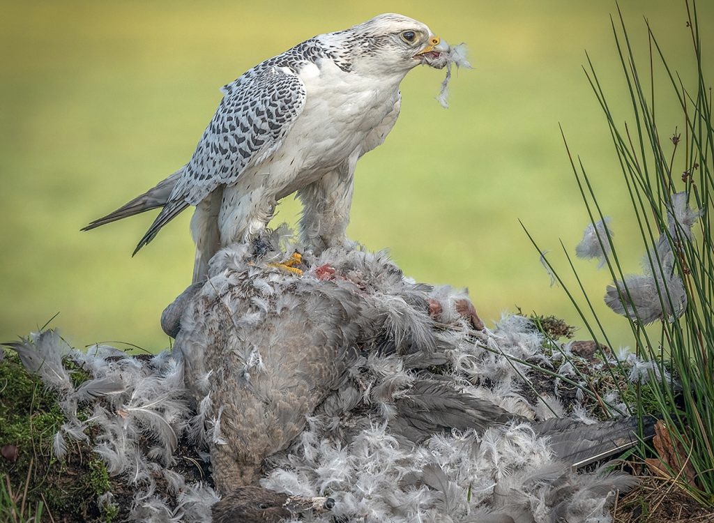 Sue Critchlow ARPS DPAGB AFIAP BPE4 White Gyr Falcon with Prey SPS First Medal